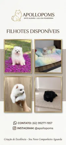Lulu da Pomerânia