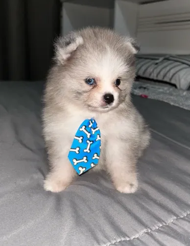 Spitz Blue Merle Macho - Pronta entrega