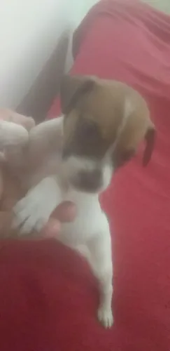 Vendendo filé de pinscher fêmea valor r$ 200 e toquinha é da asa no muco zero