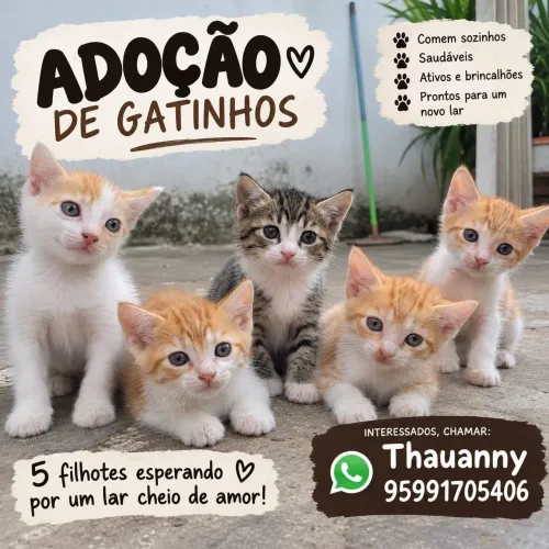 ADOÇÃO DE FILHOTES DE GATINHOS