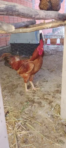 Vendo meu galo: o Pegador (pesadão vermelho)