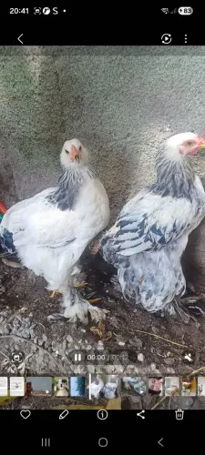 Galinha brahma