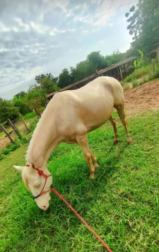 Cavalo Quarto de Milha manso