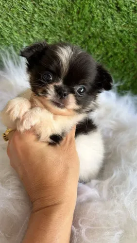 Chihuahua. Menino micro de pelagem longa. Pronto para trazer amor à sua família!