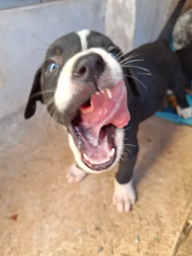 Filhotes de cachorro para adoção 