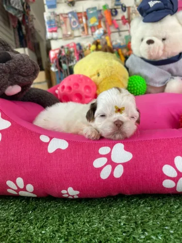 Filhote de shihtzu branco e chocolate olhos verdes 