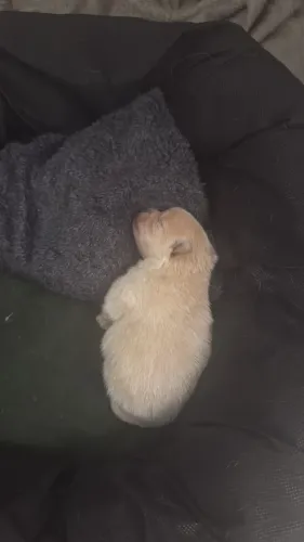 Lulú da pomerania /splitz alemão femea