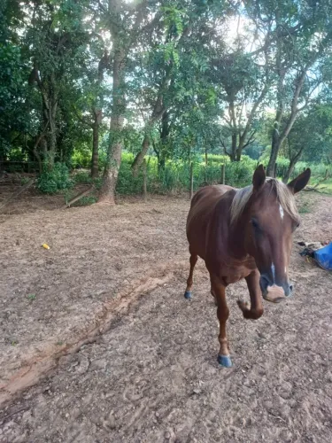 Cavalo