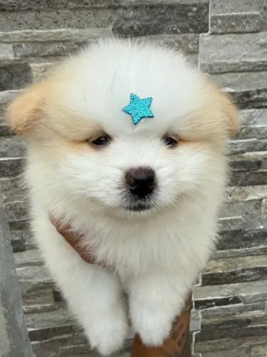 Lulu da pomerania