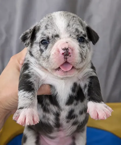 Filhotes American Bully