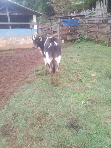 Tourinho Nelore Pintado 