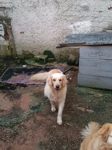 Golden Retriever fêmea 3 anos 