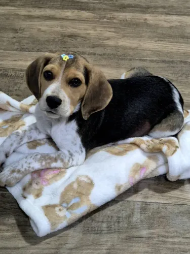 Filhote Beagle Fêmea