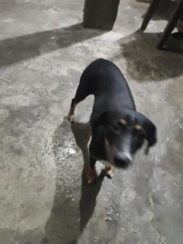 Doação , cãozinho fêmea fila .