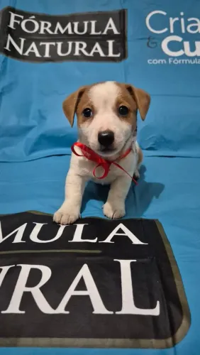 Jack Russell Elite o cachorrinho do filme do Máscara.