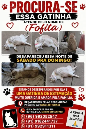 PROCURA-SE GATINHA
