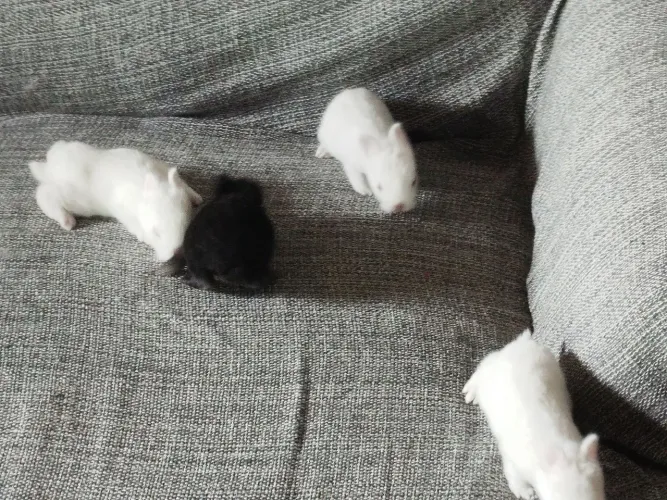 Vendo filhote de coelhos anão Netherlands o menor coelhos do mundo  