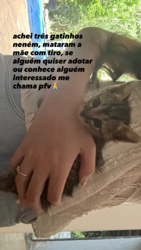 gatinhos neném