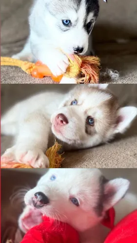 Husky Siberiano filhote