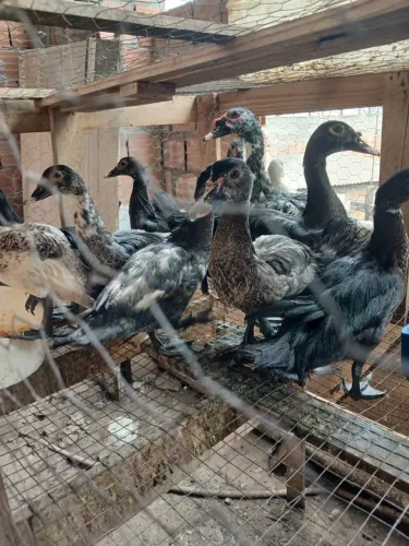 Criação de patos