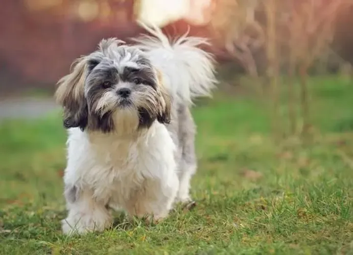 DOAÇÃO SHIH TZU FEMEA FILHOTE