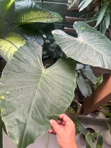 Vaso de alocasia orelha de elefante.