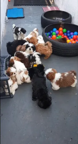Filhotes de shihtzu para doação