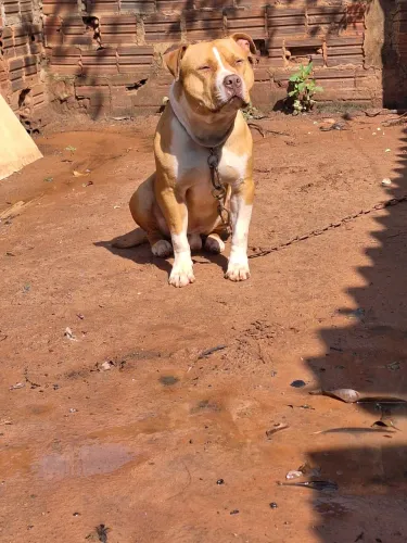 Pit bull