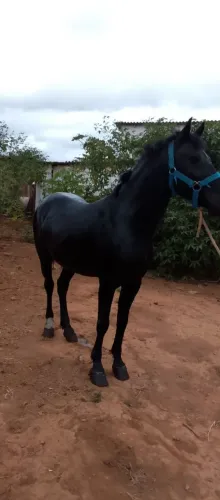 Cavalo
