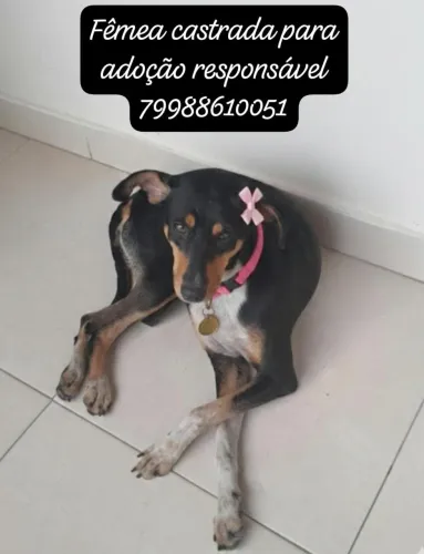 Cadela castrada para adoção responsável 