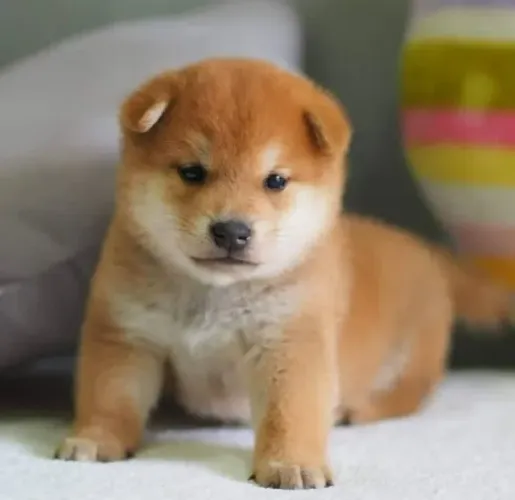 Shiba inu 