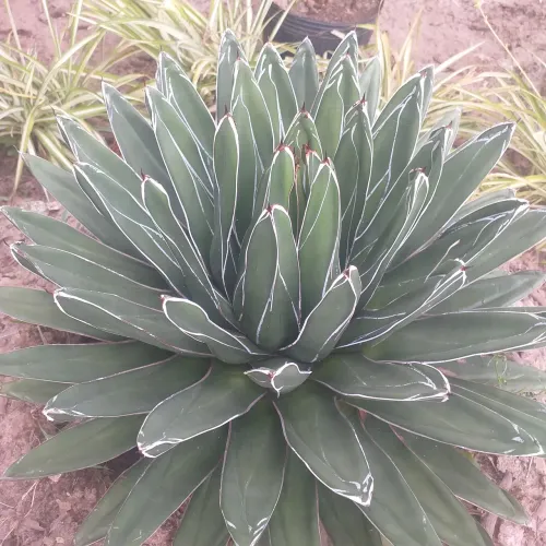 Agave Reginae<br>R$59,9<br>R$59,9