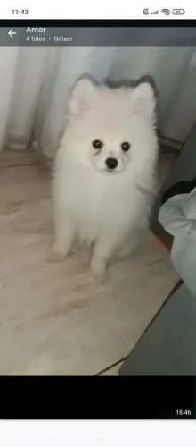 Lulu da Pomerânia fêmea com 4 meses disponível