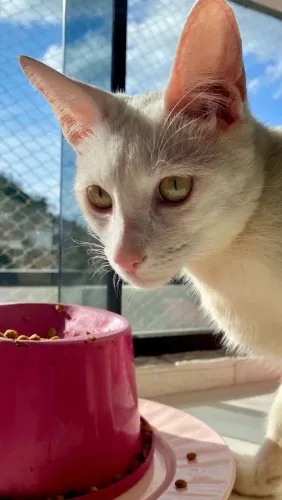 GATO DOCIL PARA DOAÇÃO 