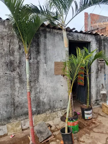 4 muda de coqueiro vendo por 