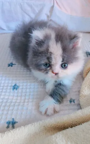 GATOS FILHOTES PERSA FÊMEA E MACHO APARTIR DE 1.300