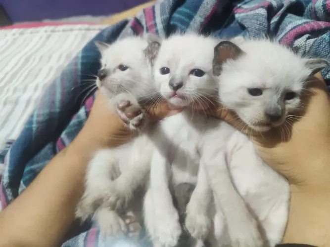 Gatos adoção 