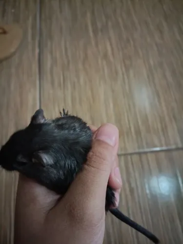 Doação Gerbil macho