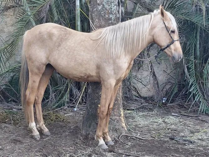 Cavalo