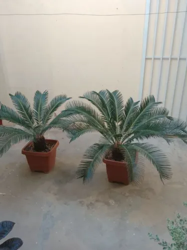 Planta Cicara grande
