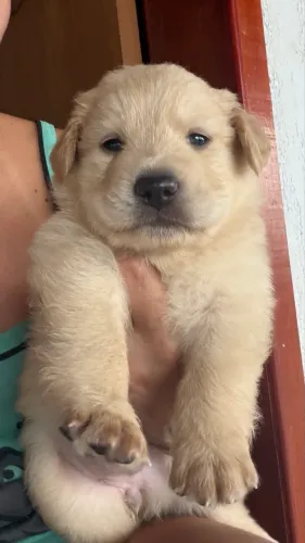 Cachorro filhote Golden