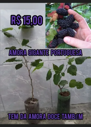 Amora Gigante Portuguesa 