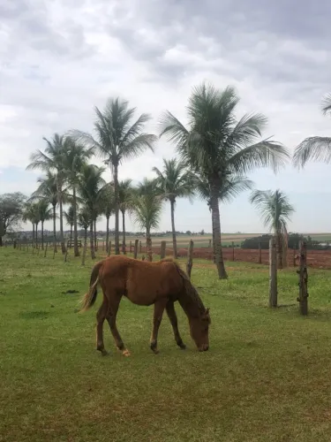 Potra petiça