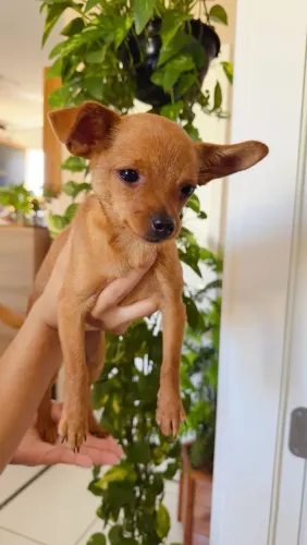 Vendo Chihuahua 5 meses 