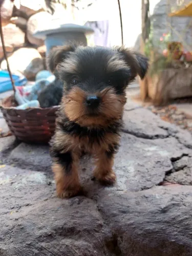 Cachorro
