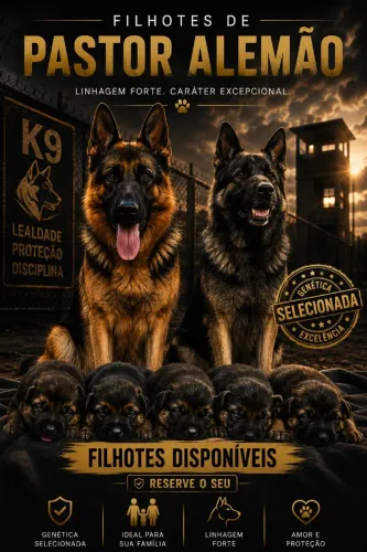 FILHOTES DE PASTOR ALEMÃO CAPA PRETA