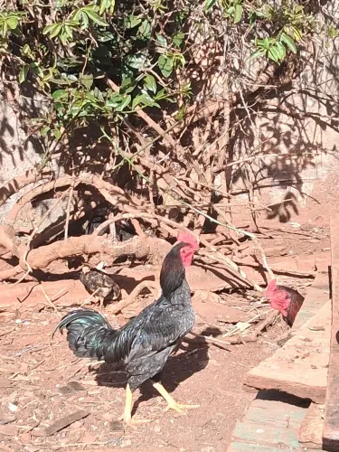 Galo índio novo raça pura já esta cantando em acasalamento