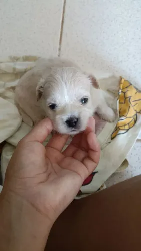 Vende -se cachorro Shih Tzu fêmea