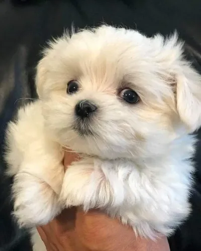 Maltês Um cachorrinho assim vale cada sorriso que ele traz