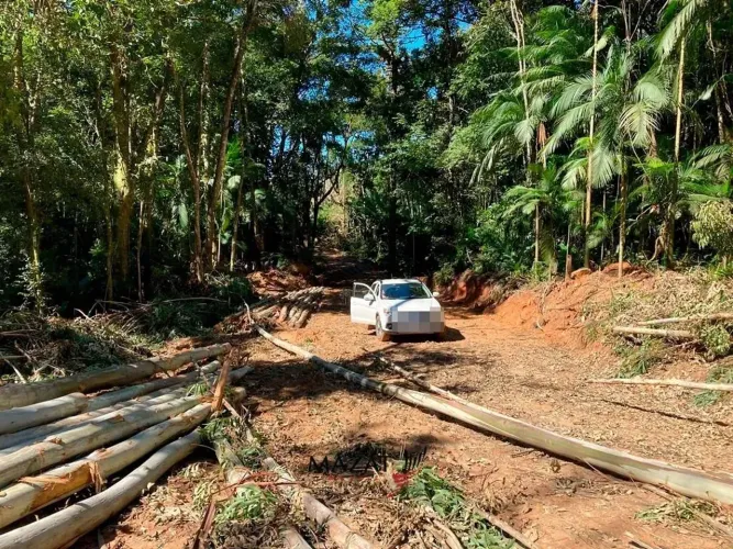 Fazenda com Plantio de Eucaliptos à Venda  Santa Catarina